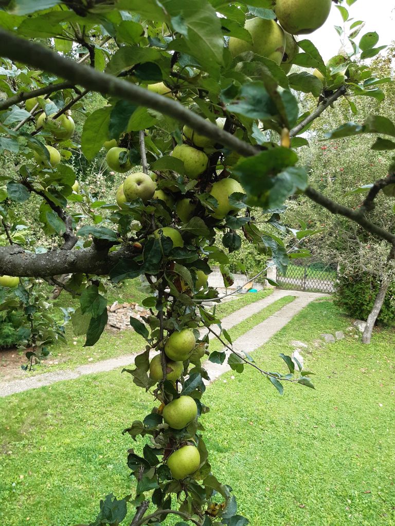 Štedrá úroda jabĺk